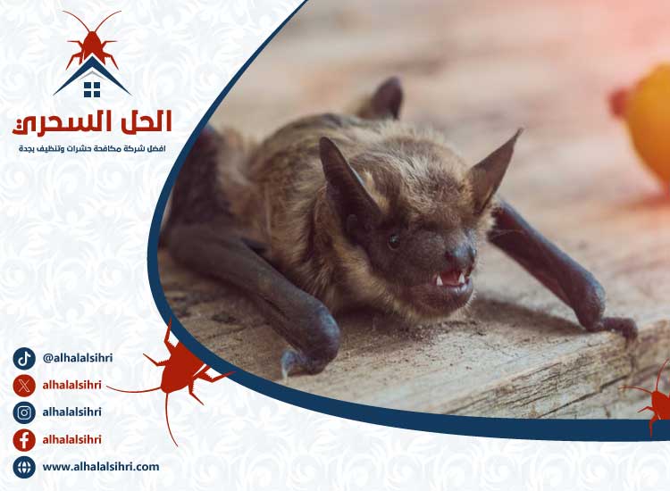 شركة مكافحة الخفافيش بجدة