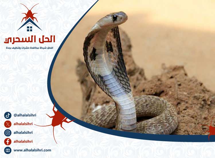 شركة مكافحة الثعابين بجدة