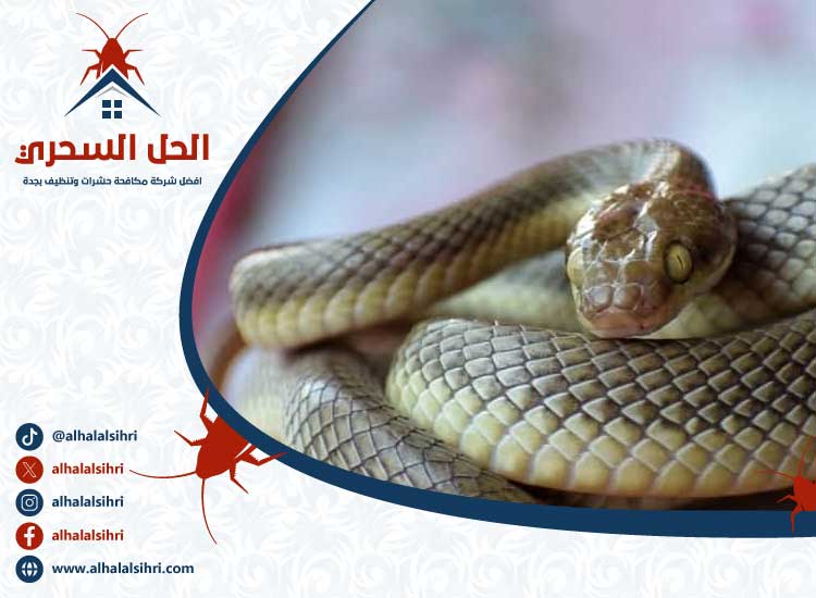 شركة مكافحة الثعابين بجدة