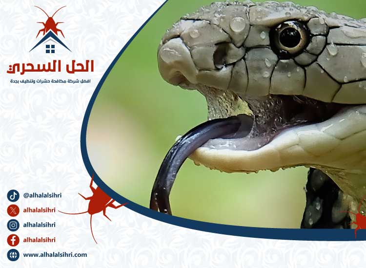 شركة مكافحة الثعابين بجدة