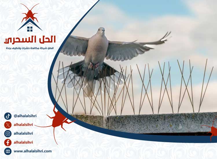 شركة مكافحة الحمام بجدة
