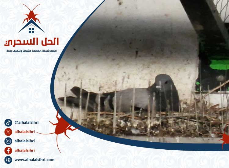 شركة مكافحة الحمام بجدة