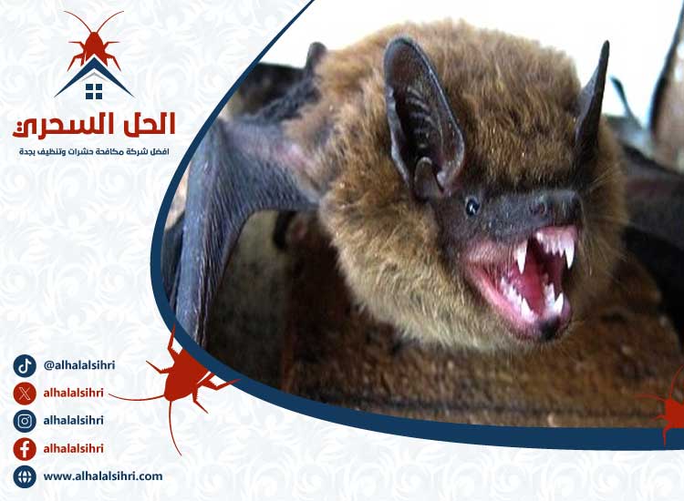 شركة مكافحة الخفافيش بجدة