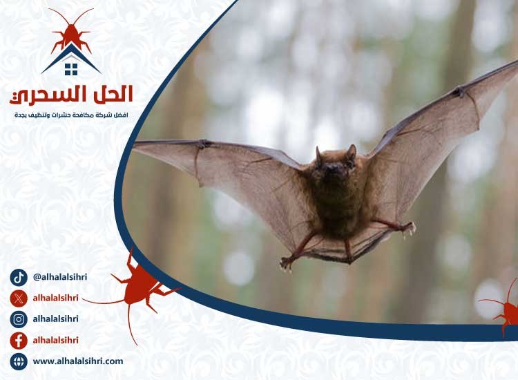 شركة مكافحة الخفافيش بجدة