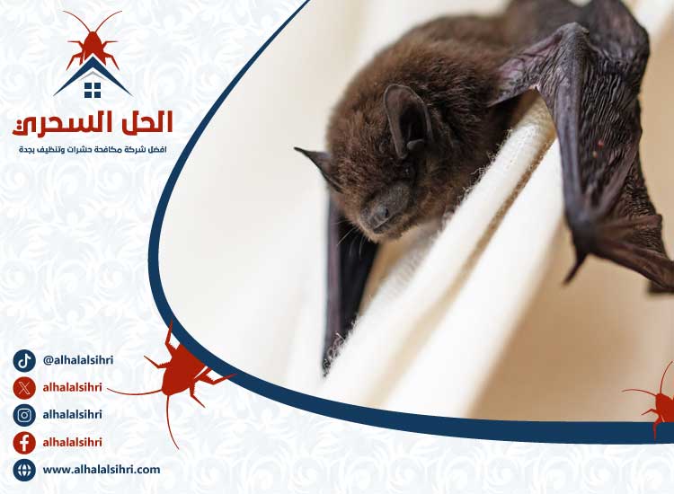 شركة مكافحة الخفافيش بجدة
