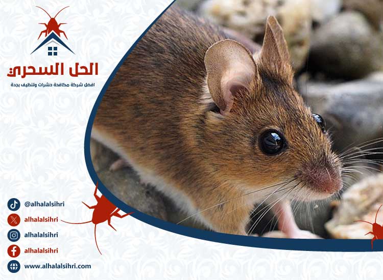 شركة مكافحة الفئران بجدة