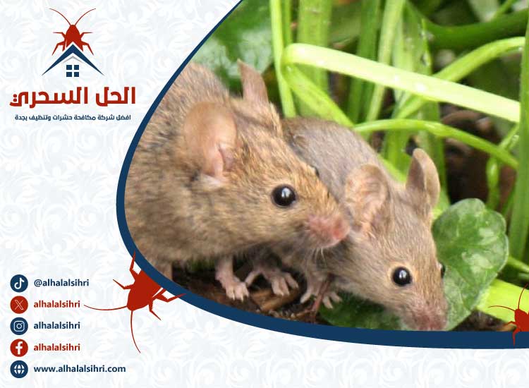 شركة مكافحة الفئران بجدة