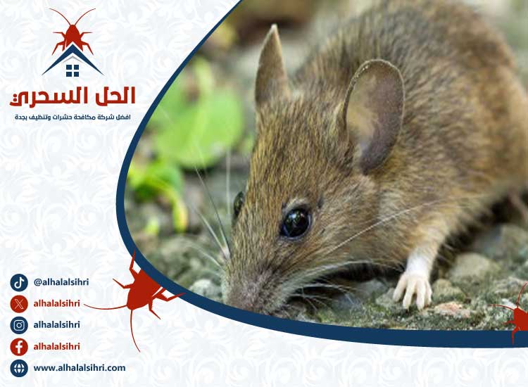 شركة مكافحة الفئران بجدة