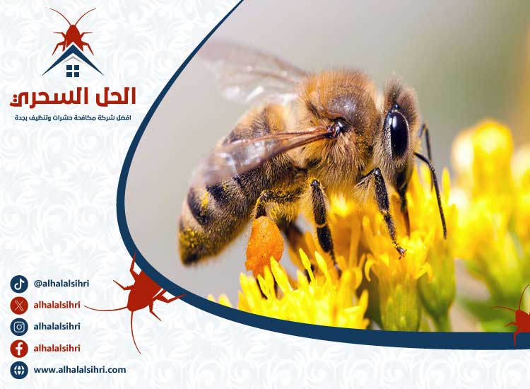 شركة مكافحة النحل بجدة