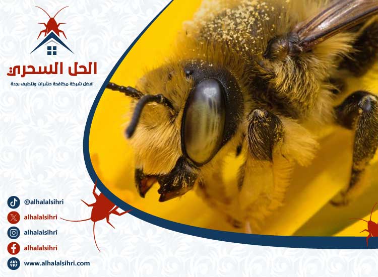 شركة مكافحة النحل بجدة