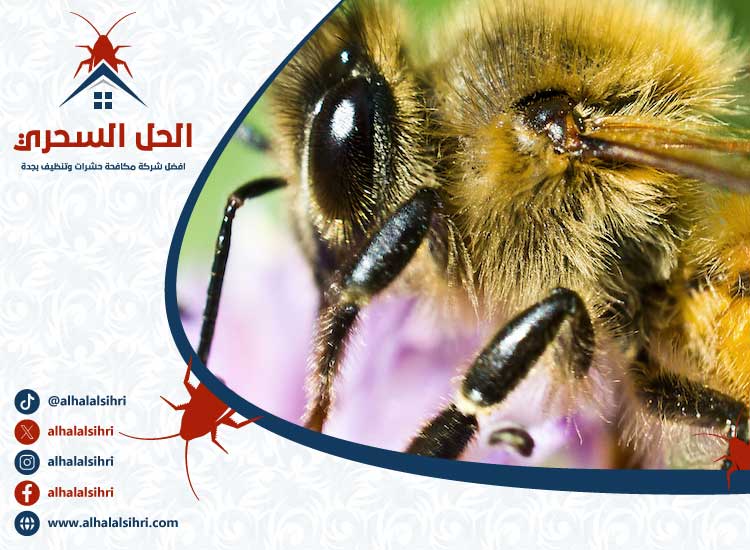 شركة مكافحة النحل بجدة