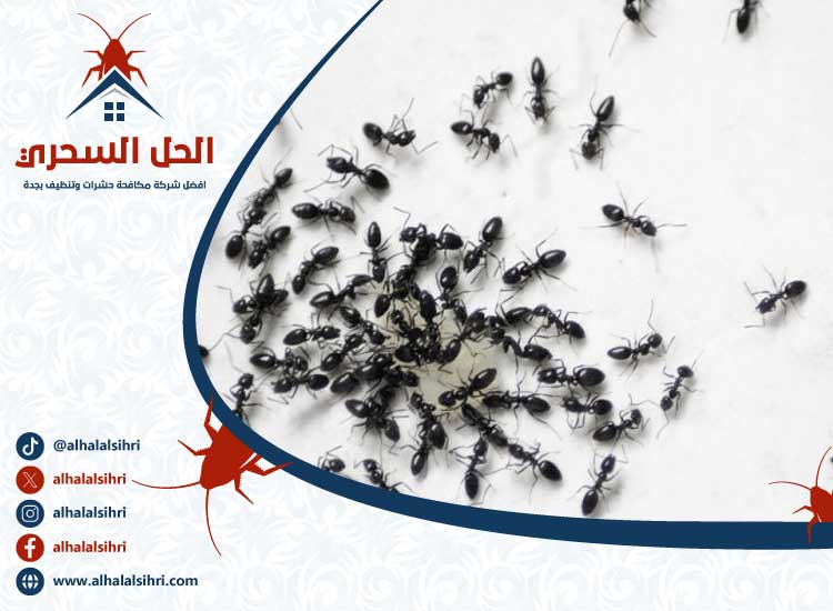 شركة مكافحة النمل