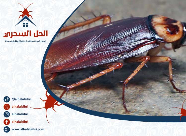 شركة مكافحة صراصير بجدة