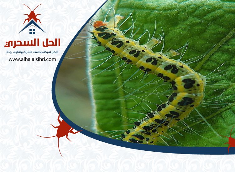 شركة مكافحة الربية بجدة