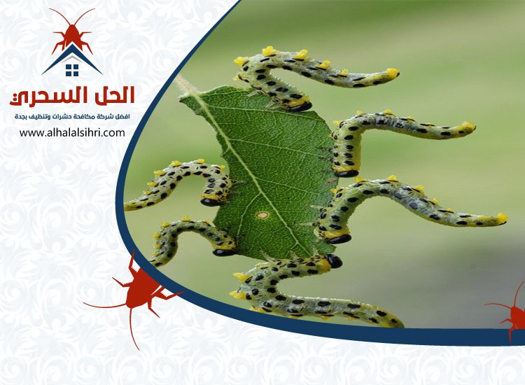 شركة مكافحة الربية بجدة