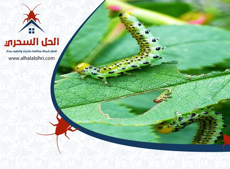 شركة مكافحة الربية بجدة