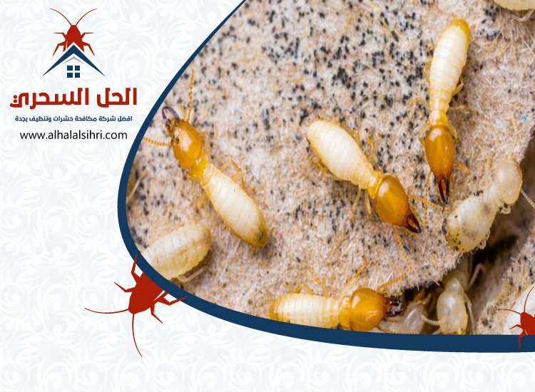 شركة مكافحة النمل بجدة