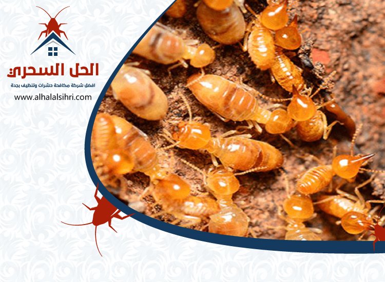 شركة مكافحة النمل بجدة