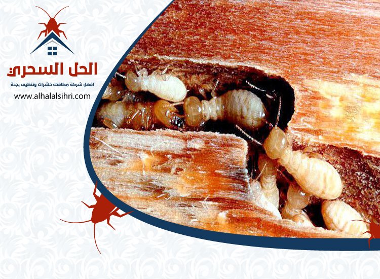 شركة مكافحة النمل بجدة