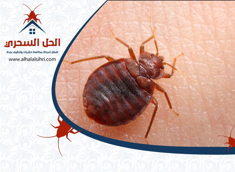 شركة مكافحة بق الفراش بجدة
