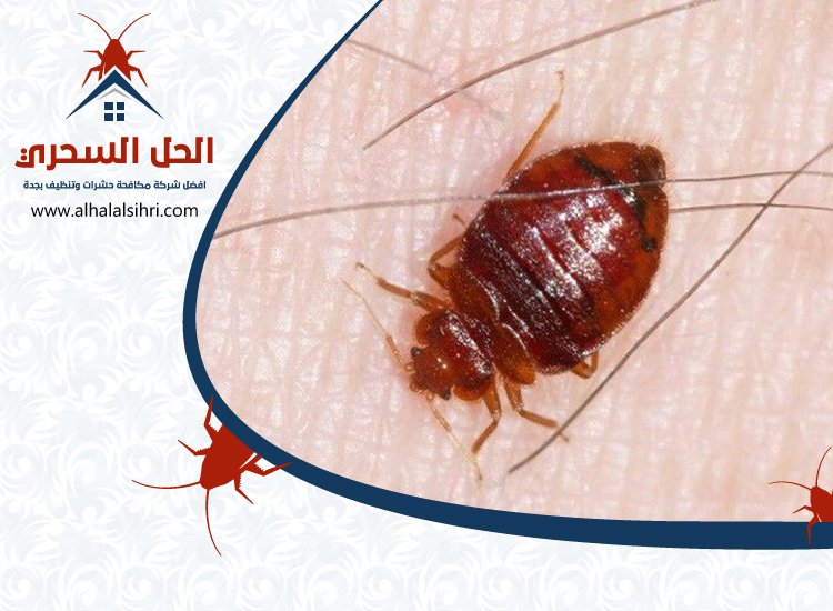 شركة مكافحة بق الفراش بجدة