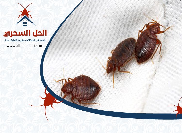 شركة مكافحة بق الفراش بجدة