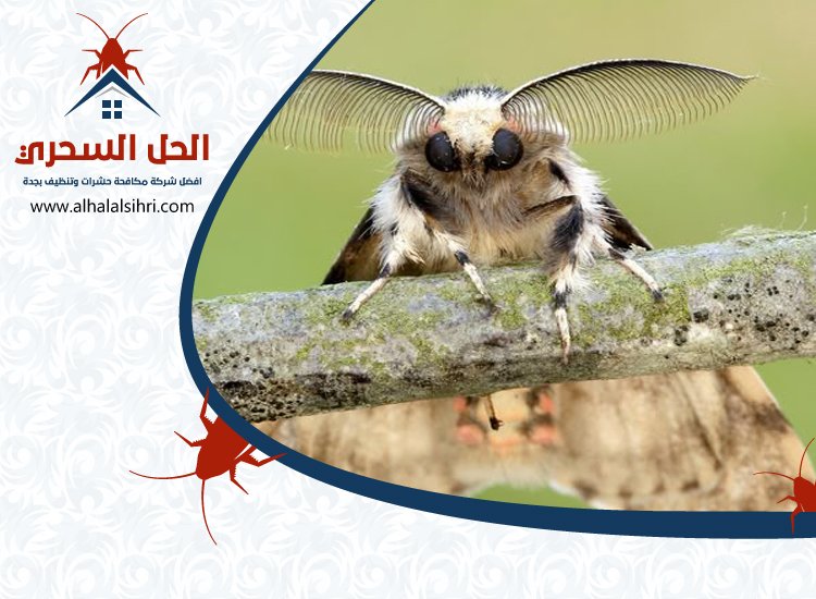 شركة مكافحة العتة بجدة