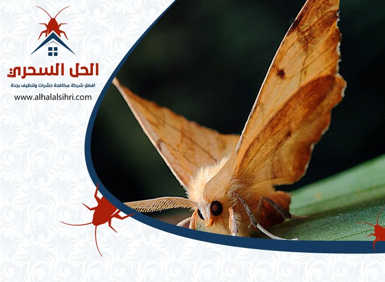 شركة مكافحة العتة بجدة