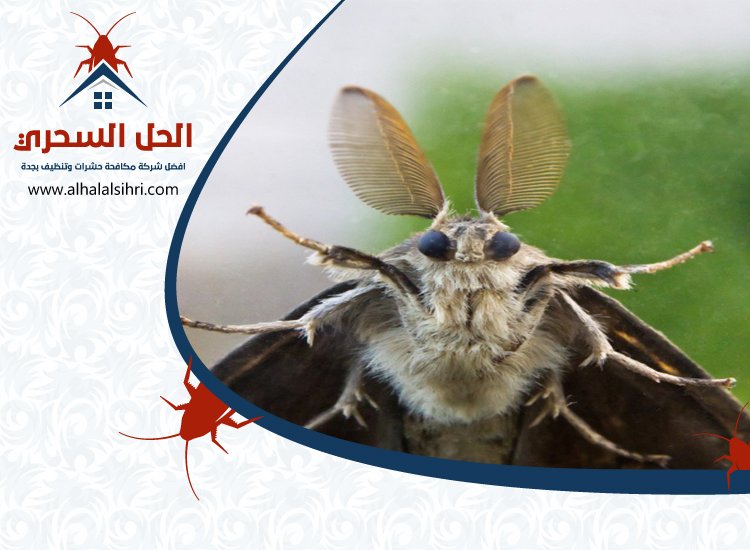 شركة مكافحة العتة بجدة