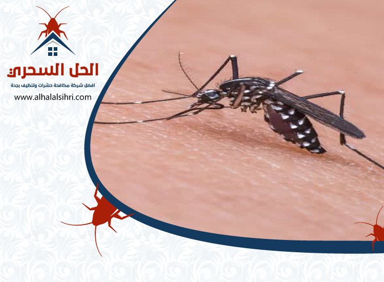 شركة مكافحة الناموس بجدة