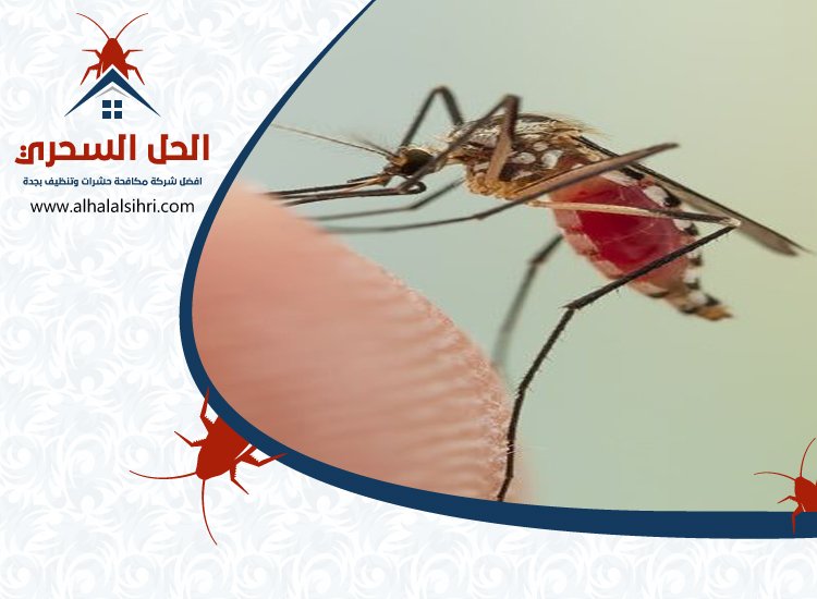 شركة مكافحة الناموس بجدة