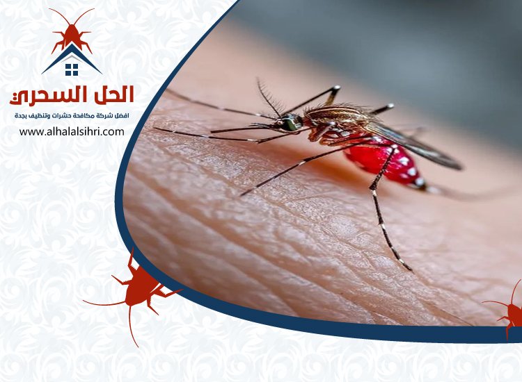 شركة مكافحة الناموس بجدة