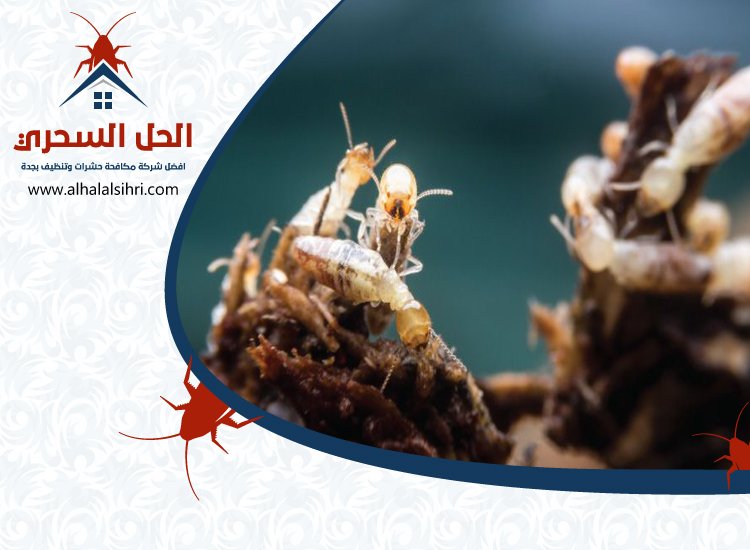 شركة مكافحة الأرضة بجدة