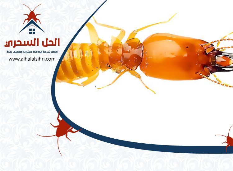 شركة مكافحة الأرضة بجدة