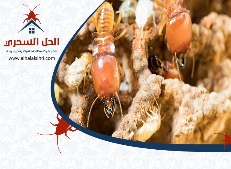 شركة مكافحة الأرضة بجدة