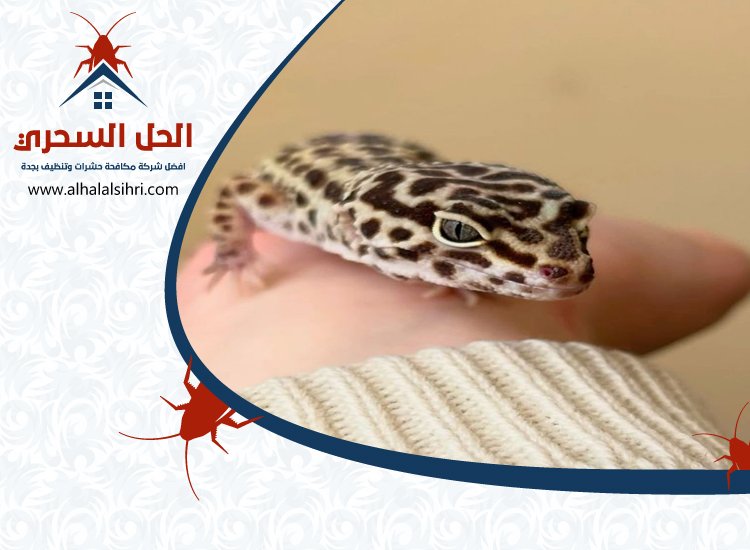 شركة مكافحة الوزغ بجدة
