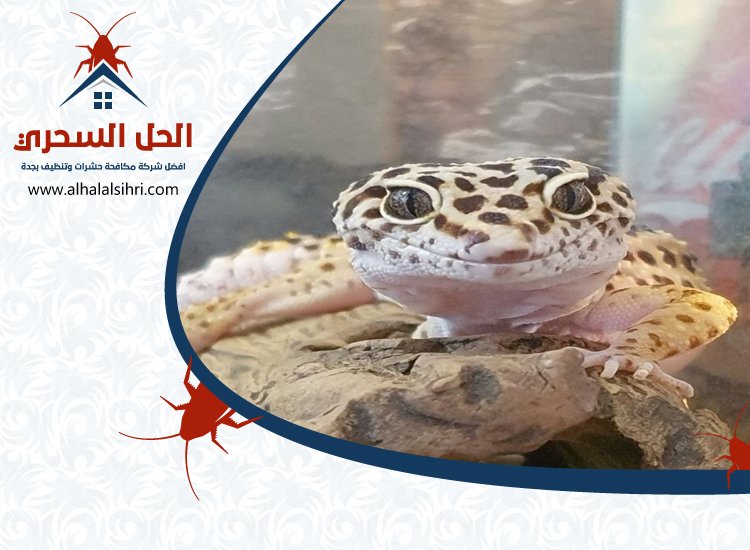 شركة مكافحة الوزغ بجدة