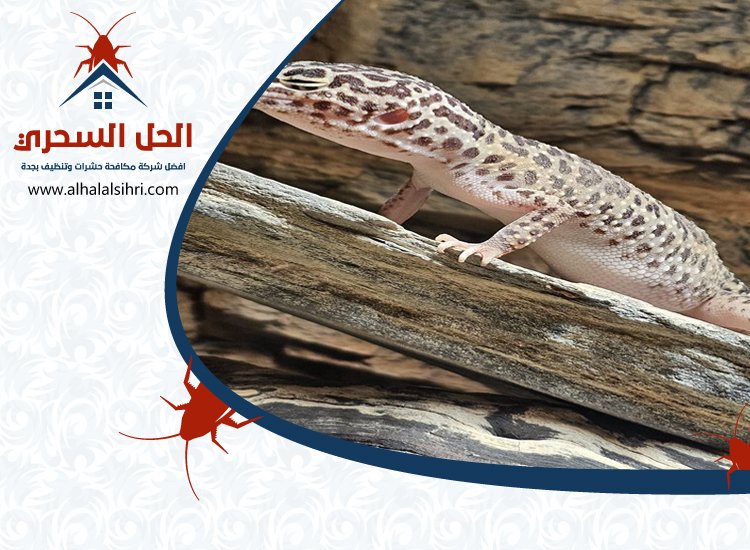 شركة مكافحة الوزغ بجدة