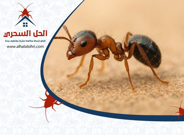شركة مكافحة النمل الاسود بجدة