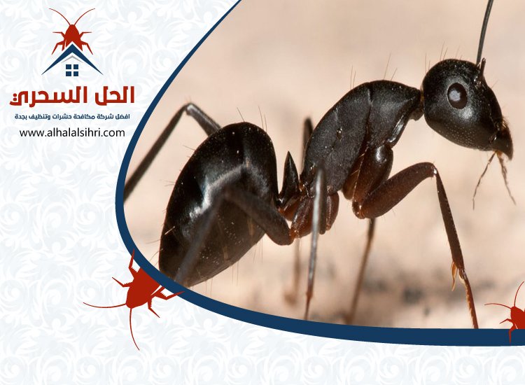 شركة مكافحة النمل الاسود بجدة