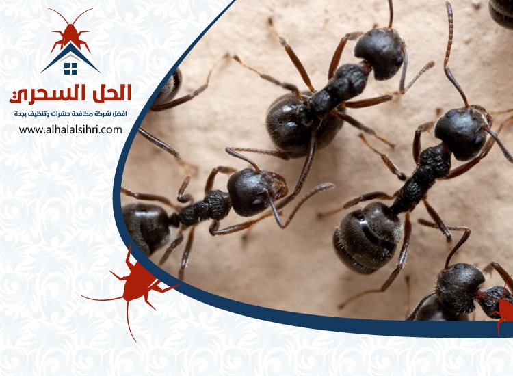 شركة مكافحة النمل الاسود بجدة